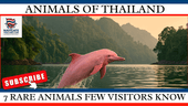 Beyond Elephants: 7 Rare Thai Species Few Visitors Know - Navigate Thailand