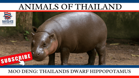 Moo Deng: Thailand’s Dwarf Hippopotamus - Navigate Thailand