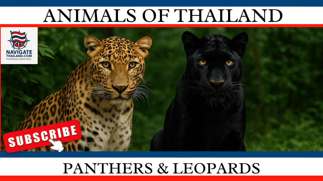Panthers & Leopards in Thailand: Everything You Need to Know - Navigate Thailand