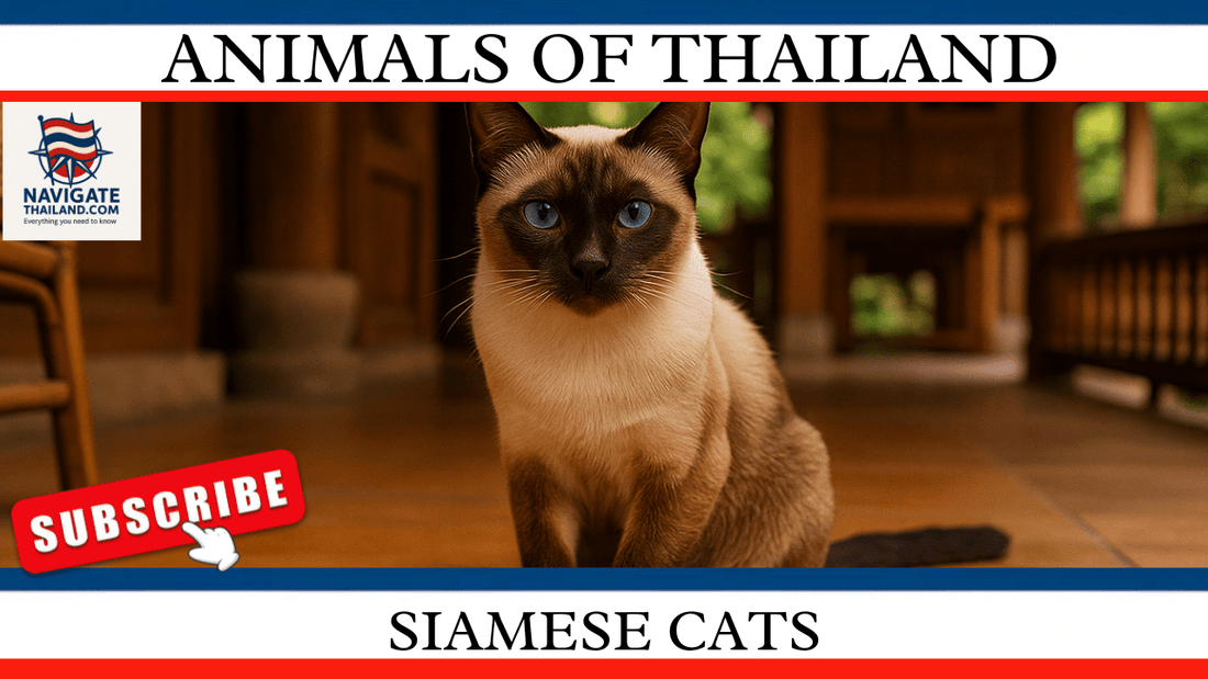 Siamese Cats: Thailand’s Royal Felines and Their Journey Around the World - Navigate Thailand