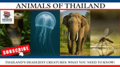 Thailand’s Deadliest Creatures: What You Need to Know - Navigate Thailand