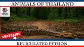 The Reticulated Python: A Giant of the Reptile World - Navigate Thailand
