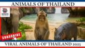 VIRAL ANIMALS OF THAILAND: WHO’S TRENDING & WHERE TO SEE THEM - Navigate Thailand