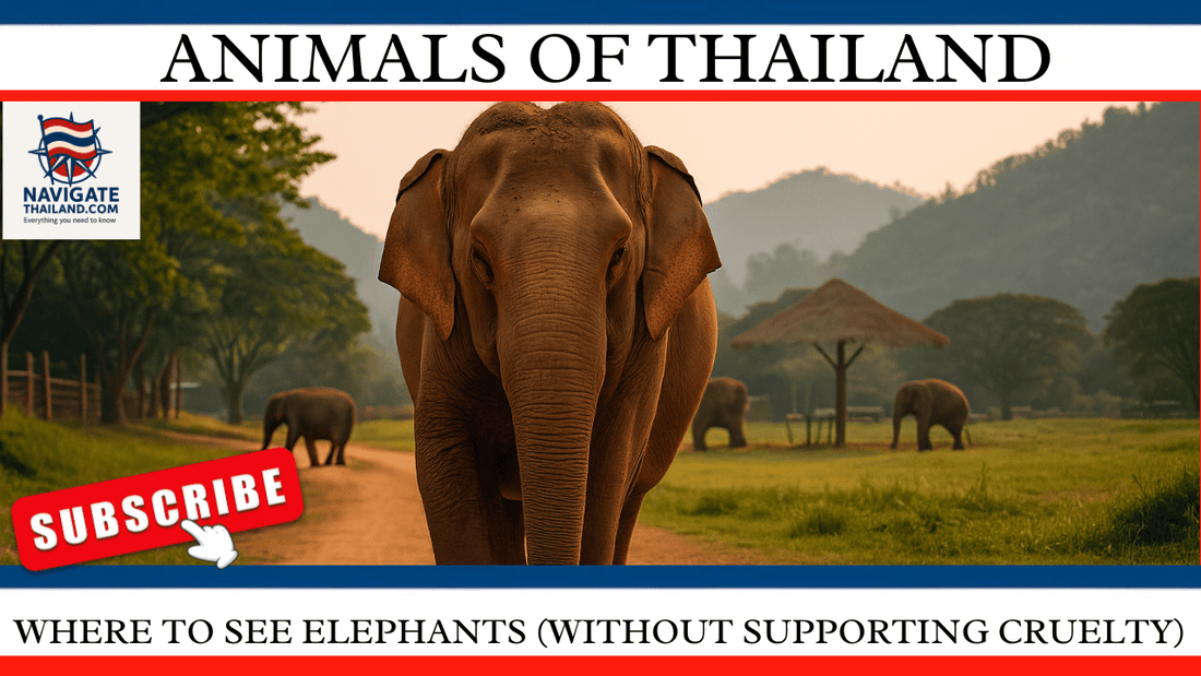 Where to See Elephants (Without Supporting Cruelty) in 2025 - Navigate Thailand