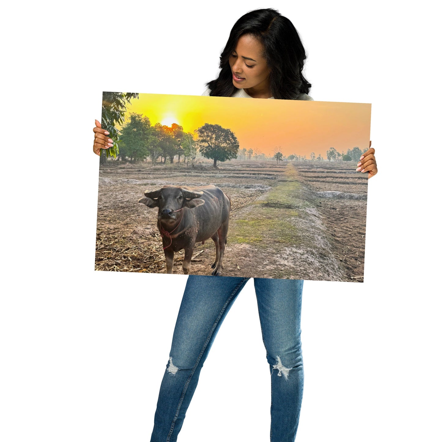 Isaan Soul – Buffalo at Sunrise Poster - Navigate Thailand