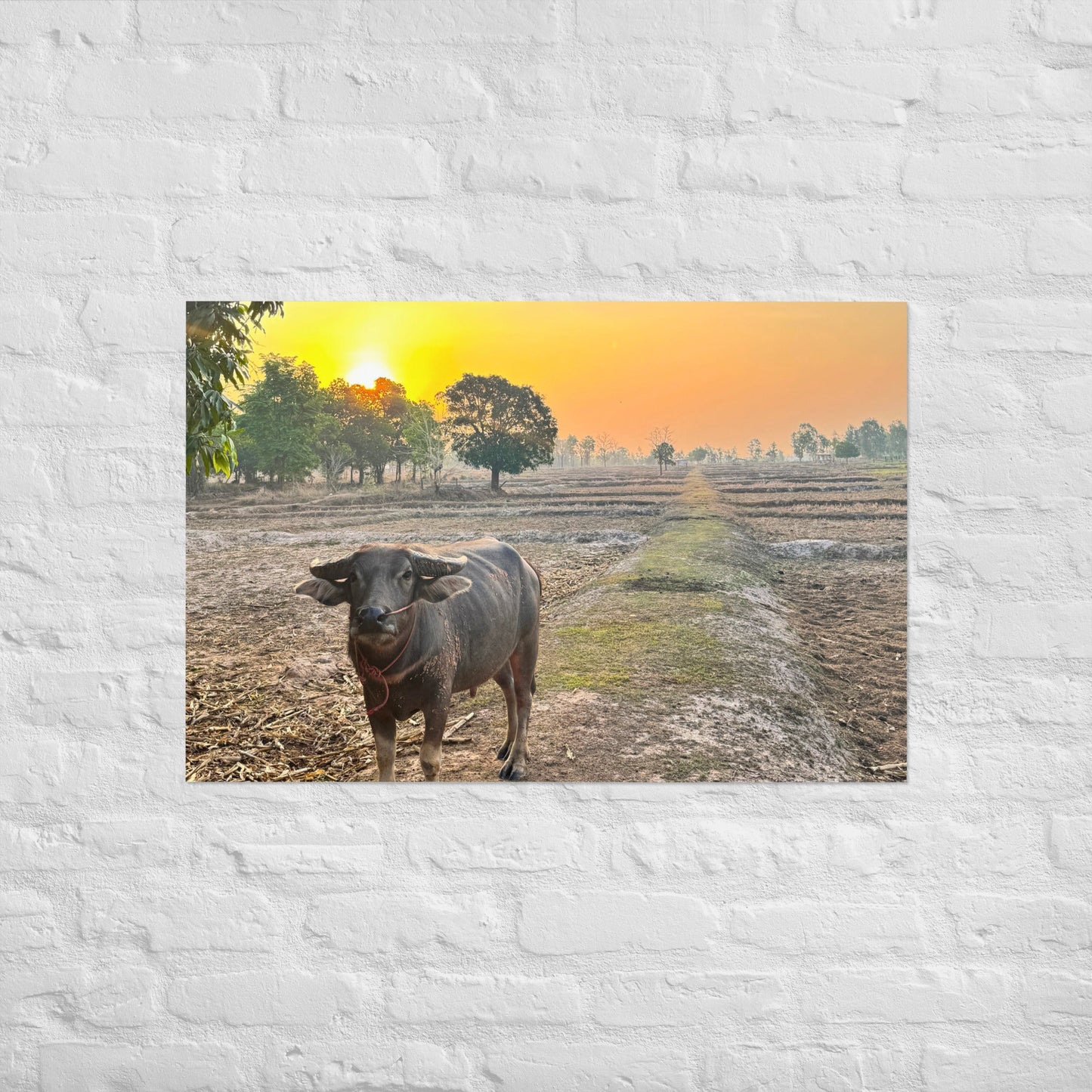 Isaan Soul – Buffalo at Sunrise Poster - Navigate Thailand