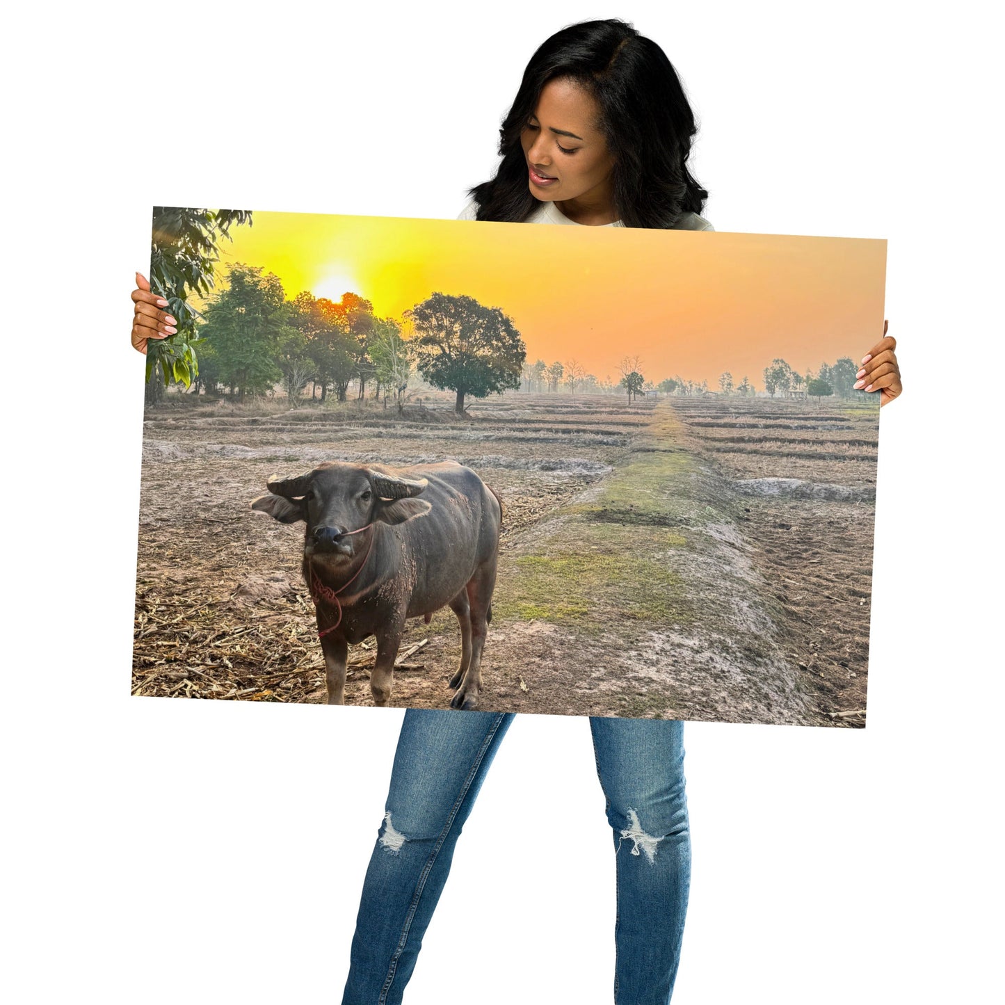 Isaan Soul – Buffalo at Sunrise Poster - Navigate Thailand