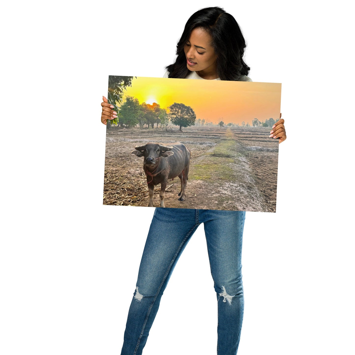 Isaan Soul – Buffalo at Sunrise Poster - Navigate Thailand
