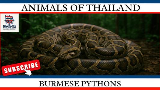 Burmese Pythons: Everything You Need to Know - Navigate Thailand
