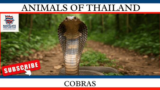 Cobras in Thailand: Everything you need to know about these fascinating yet dangerous creatures - Navigate Thailand