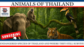 Endangered Species of Thailand and Where They Still Survive - Navigate Thailand