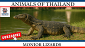 Monitor Lizards in Thailand: Everything You Need to Know - Navigate Thailand