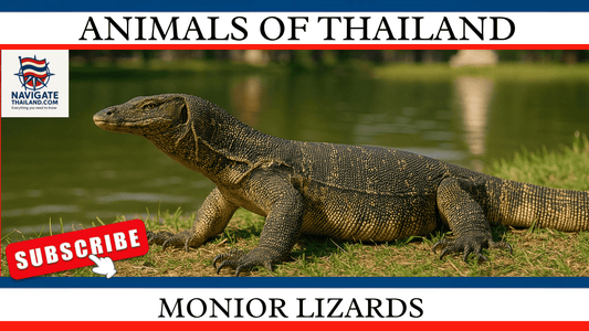 Monitor Lizards in Thailand: Everything You Need to Know - Navigate Thailand