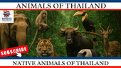 Native Animals of Thailand: A Rich and Diverse Wildlife - Navigate Thailand