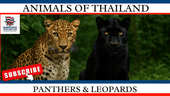 Panthers & Leopards in Thailand: Everything You Need to Know - Navigate Thailand