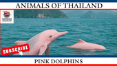 Pink Dolphins in Thailand: Everything You Need to Know - Navigate Thailand