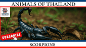 Scorpions in Thailand: Everything You Need to Know - Navigate Thailand
