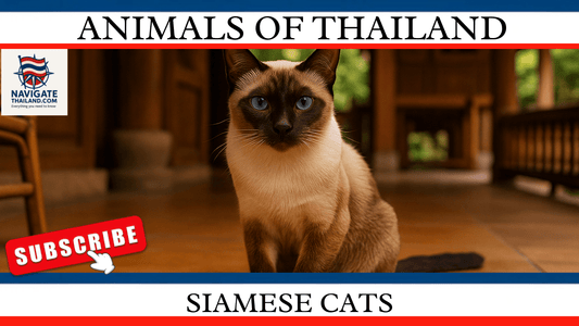 Siamese Cats: Thailand’s Royal Felines and Their Journey Around the World - Navigate Thailand