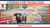 Thai Buffalo: From Farm Workers to Culinary Delights - Navigate Thailand