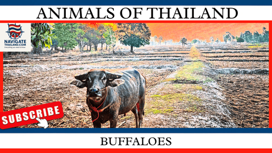 Thai Buffalo: From Farm Workers to Culinary Delights - Navigate Thailand