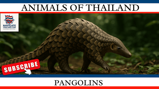 The Enigmatic Pangolin: Thailand’s Most Mysterious Mammal - Navigate Thailand