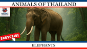 The History of Elephants in Thailand: From War Elephants to Modern Sanctuaries - Navigate Thailand