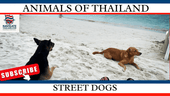 The Street Dogs of Thailand: Guardians of the Sidewalks - Navigate Thailand