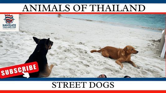 The Street Dogs of Thailand: Guardians of the Sidewalks - Navigate Thailand