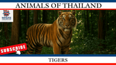 Tigers in Thailand: From Ancient Myths to Modern Conservation - Navigate Thailand