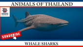 Whale sharks: The biggest fish in the ocean - Navigate Thailand