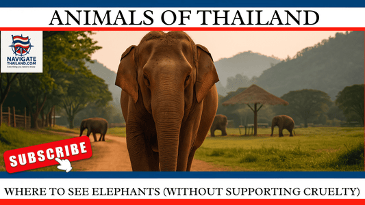 Where to See Elephants (Without Supporting Cruelty) in 2025 - Navigate Thailand