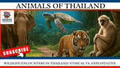 Wildlife Encounters in Thailand: Ethical vs. Exploitative - Navigate Thailand